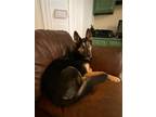 Adopt Maggie a Black - with Tan, Yellow or Fawn Shepherd (Unknown Type) / Husky