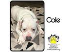 Adopt Cole a White American Pit Bull Terrier / Mixed Breed (Medium) / Mixed