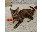 Adopt Sparrow a Tortoiseshell Domestic Shorthair / Mixed (short coat) cat in St.