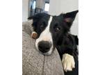 Adopt Rex a Black - with White Border Collie / Mixed dog in Magna, UT (40434812)