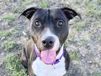 Adopt Matrix a Black Mixed Breed (Large) / Mixed dog in Georgetown