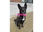Adopt Chica a Black - with White Shepherd (Unknown Type) / Collie / Mixed dog in