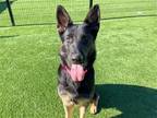 Adopt ANKA a Black German Shepherd Dog / Mixed dog in Tustin, CA (40308105)