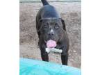 Adopt Glamour-Senior a Black - with White American Staffordshire Terrier / Boxer