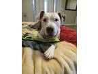 Adopt Lacey a White - with Gray or Silver Pit Bull Terrier / Mixed dog in Las