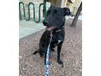 Adopt Sophie a Black Shepherd (Unknown Type) / Mixed dog in Las Vegas