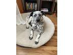 Adopt Lucy a White - with Black Dalmatian / Australian Cattle Dog / Mixed dog in