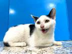 Adopt Checkers a Black & White or Tuxedo Domestic Shorthair (short coat) cat in