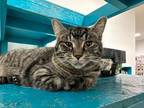 Adopt Shalamar a Brown Tabby Domestic Shorthair (short coat) cat in Powell