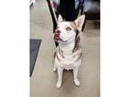 Adopt Zuri a White Husky / Mixed Breed (Medium) / Mixed (short coat) dog in