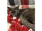Adopt Neve-Felk+ a All Black Domestic Shorthair / Domestic Shorthair / Mixed cat