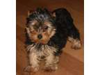 ANGD Teacup Yorkshire Terrier Puppies Available