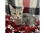 Adopt Nicholas-Felk+ a Gray or Blue Domestic Shorthair / Domestic Shorthair /