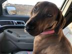 Adopt Charley a Red/Golden/Orange/Chestnut Redbone Coonhound / Mixed dog in