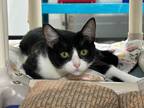 Adopt Coraline a Black & White or Tuxedo Domestic Shorthair (short coat) cat in