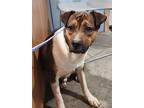 Adopt Emery a Brown/Chocolate Mixed Breed (Medium) / Mixed dog in Point