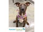 Adopt Vanessa a Catahoula Leopard Dog / Mixed dog in Gautier, MS (39951005)