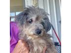 Adopt Beauregard a Gray/Blue/Silver/Salt & Pepper Lhasa Apso / Australian