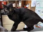 Adopt Vesper a All Black Domestic Shorthair / Domestic Shorthair / Mixed cat in