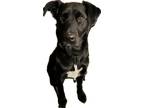 Adopt Kia a Black Labrador Retriever / Mutt / Mixed dog in Richmond