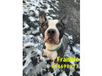 Adopt Frankie a Black American Pit Bull Terrier / Mixed dog in Wilkes Barre