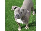 Adopt Gloria a Gray/Blue/Silver/Salt & Pepper American Pit Bull Terrier / Mixed