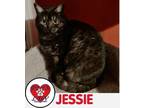 Adopt Jessie a Gray or Blue (Mostly) Domestic Shorthair (short coat) cat in