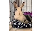 Adopt Jane a Rex / Mixed rabbit in Kingston, NY (39813713)
