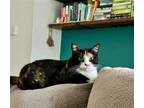Adopt Santana a Calico or Dilute Calico American Shorthair / Mixed cat in
