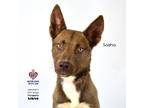 Adopt Sasha a Thai Ridgeback / Mixed Breed (Medium) / Mixed dog in Tomball