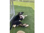 Adopt Leo a Husky / German Shepherd Dog / Mixed dog in Pittsfield, IL (39439890)