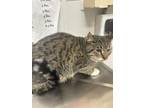 Adopt Hank a Spotted Tabby/Leopard Spotted Domestic Shorthair (short coat) cat