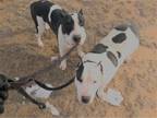 Adopt Chyna a White - with Black Bull Terrier / Mixed dog in Yoder