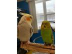 Adopt Taco and Wakka a Cockatiel bird in West Fargo, ND (40093804)