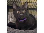 Adopt Bling Purple a All Black Domestic Shorthair / Domestic Shorthair / Mixed