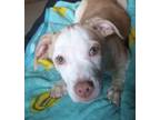 Adopt Molly a Tan/Yellow/Fawn - with White Corgi / Terrier (Unknown Type