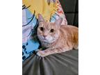 Adopt Missy a Domestic Shorthair cat in Carrollton, TX (40418171)