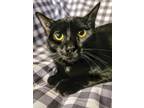 Adopt Sabrina a All Black Domestic Shorthair cat in Carrollton, TX (40422938)