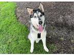 Adopt Luka a Siberian Husky / Mixed dog in San Gabriel, CA (38739538)