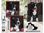 Adopt Goofy a Black - with White Pit Bull Terrier / Rottweiler / Mixed dog in