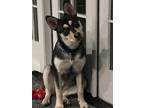 Adopt Sierra a Black - with Tan, Yellow or Fawn Husky / Mixed dog in Skokie