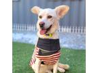 Adopt Som a White - with Tan, Yellow or Fawn Jindo / Mixed dog in Vancouver