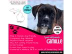 Adopt Camille a Brindle - with White Boxer / Mixed dog in Wallace, MI (40421792)