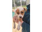 Adopt reeses a White - with Tan, Yellow or Fawn Jack Russell Terrier / American