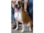 Adopt Paisley a Brown/Chocolate Labrador Retriever / Mixed dog in LaHarpe