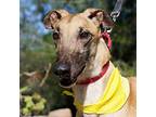 Adopt Rosemary a Tan/Yellow/Fawn Greyhound / Mixed dog in El Cajon
