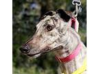 Adopt Louisa a Brindle Greyhound / Mixed dog in El Cajon, CA (40420848)