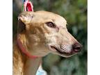Adopt Larissa a Tan/Yellow/Fawn Greyhound / Mixed dog in El Cajon, CA (40420844)