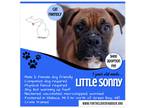 Adopt Little Sonny a Tan/Yellow/Fawn - with Black Boxer / Mixed dog in Wallace