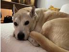 Adopt Sofie a Shepherd (Unknown Type) / Husky dog in Brooklyn, NY (39328668)